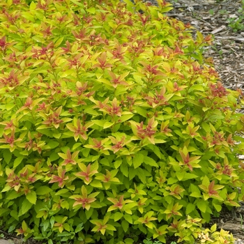 Spiraea japonica 'Magic Carpet'