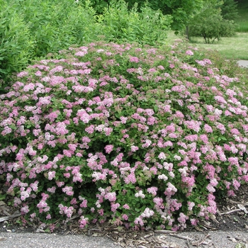 Spiraea japonica 'Little Princess' 