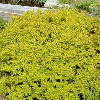 Spiraea japonica 'Dakota Goldcharm®' 'Mertyann'