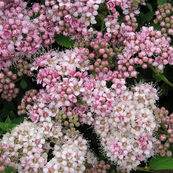 Spiraea japonica 'Alpina' 