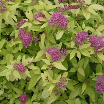 Spiraea x bumalda 'Golden Sunrise™' 'Monhud'