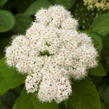 Spiraea fritschiana