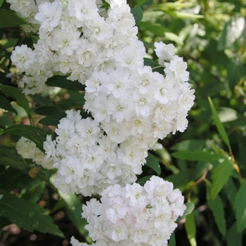 Spiraea cantoniensis 'Flore Pleno' 