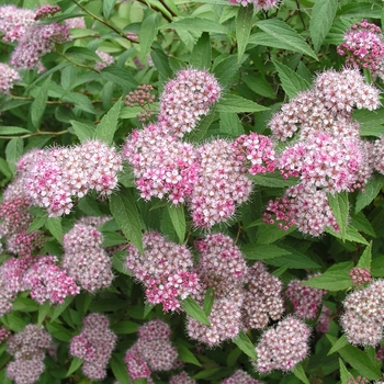 Spiraea x bumalda 'Gumball' 