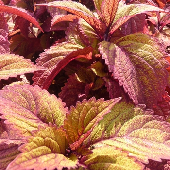 Coleus scutellarioides ColorBlaze® 'Royal Glissade®'