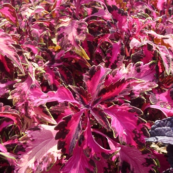 Coleus 'Carnival' 