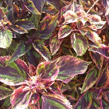 Coleus 'Four Ever' 