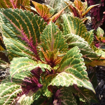 Coleus 'Golden Shades' 