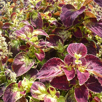 Coleus scutellarioides 'Dipt in Wine' 