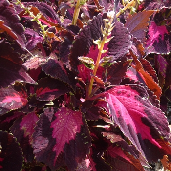 Coleus scutellarioides 'Kingswood Torch'