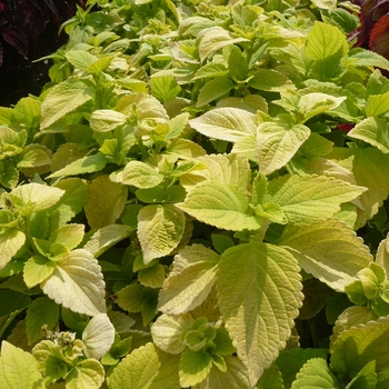 Coleus scutellarioides 'LifeLime' 