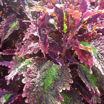 Coleus 'Holiday' 