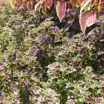 Coleus 'Sibila' 