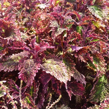 Coleus 'Two Egg' 