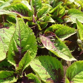 Coleus 'Versa Burgundy to Green' 