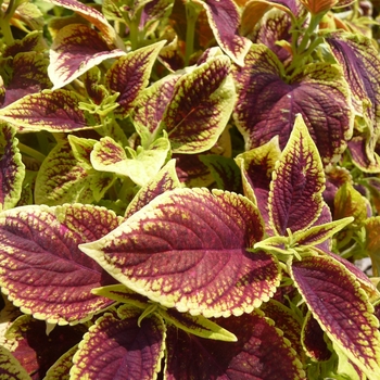 Coleus 'Versa Crimson Gold' 