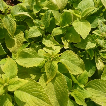 Coleus 'Versa Lime' 