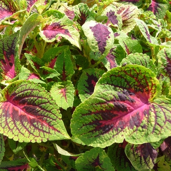 Coleus 'Versa Watermelon' 