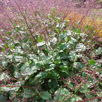 Talinum paniculatum 'Verde'