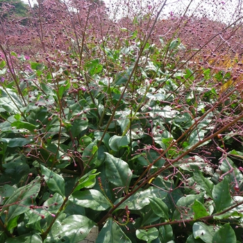 Talinum paniculatum 'Verde' 