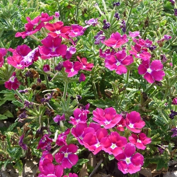 Verbena Empress 'Burgundy Charme'