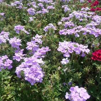 Verbena Empress 'Lavender'