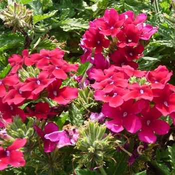 Verbena 'Estrella Merlot' 