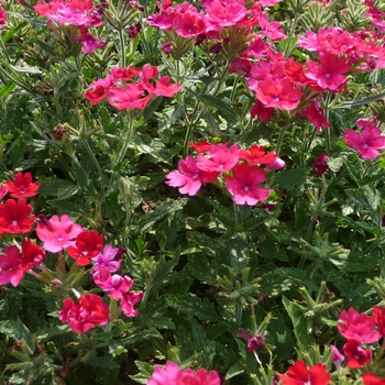 Verbena Lanai® Magenta