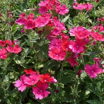 Verbena Lanai® Upright Magenta