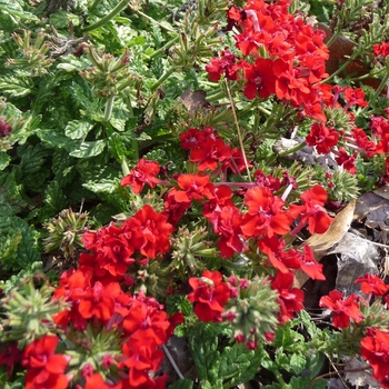 Verbena 'Rococo Red' 