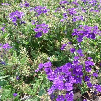 Verbena Tukana® Denim Blue