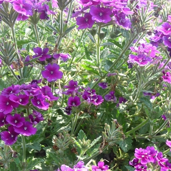 Verbena Lanai® Royal Purple