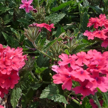 Verbena Superbena® 'Coral Red'