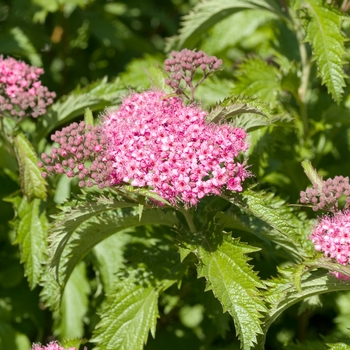 Spiraea x bumalda 'Crispa' 