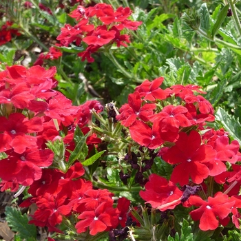 Verbena Lanai® Dark Red