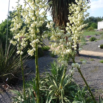 Yucca flaccida