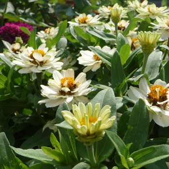 Zinnia 'Double White' 