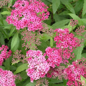 Spiraea x bumalda 'Dart's Red' 