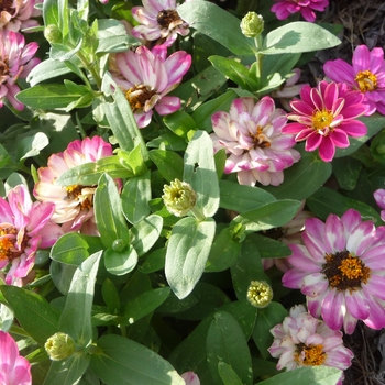 Zinnia 'Double Cherry' 