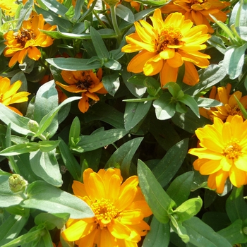 Zinnia Profusion 'Double Golden'