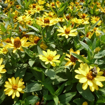 Zinnia Profusion 'Yellow'