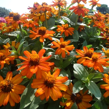 Zinnia marylandica 'Fire' 