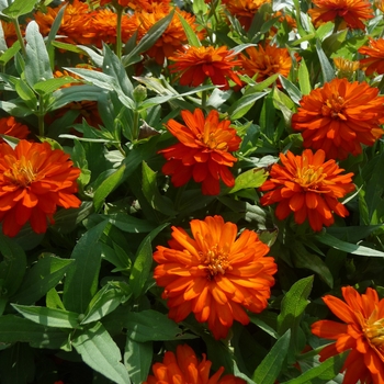 Zinnia marylandica Double Zahara™ 'Orange'