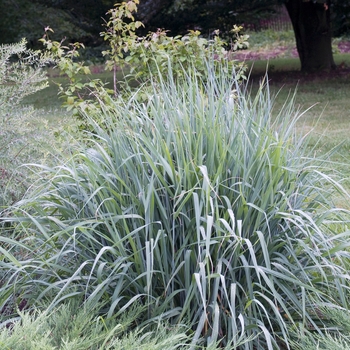 Sorghastrum nutans 'Indian Steel'