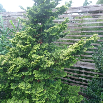 Chamaecyparis obtusa 'Nana Pyramidalis' 