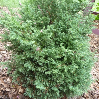 Chamaecyparis obtusa 'Split Rock' 