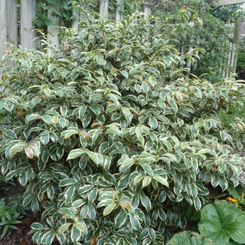 Ternstroemia gymnanthera 'Variegata' 