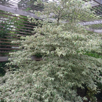 Cornus alternifolia 'Argentea' 