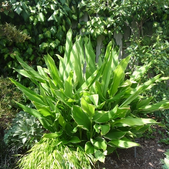 Curcuma petiolata 'Emperor'