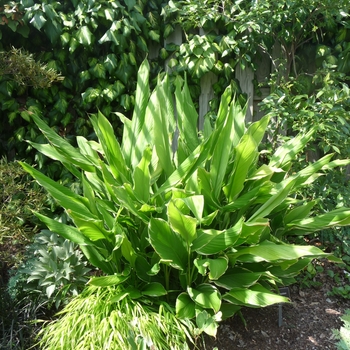 Curcuma petiolata 'Emperor' 